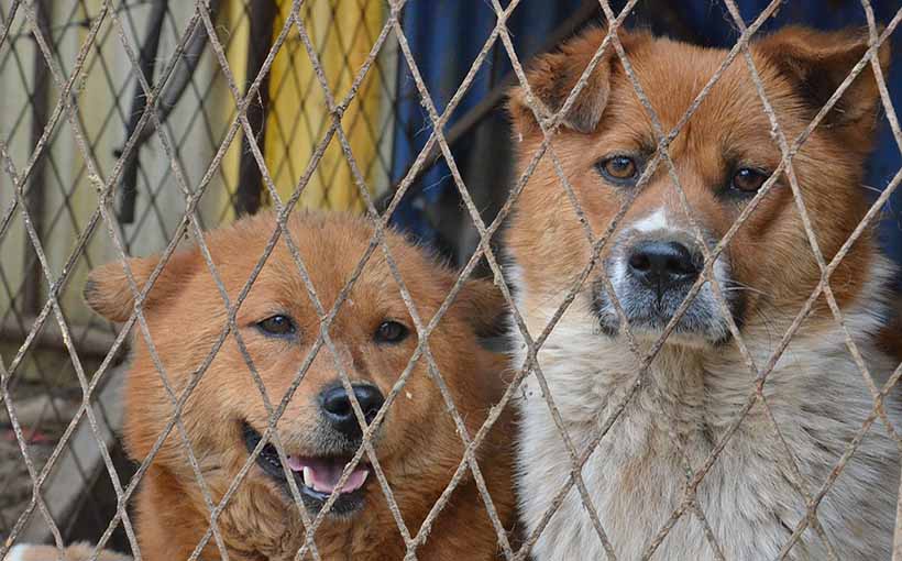 Animal Shelter Slated for Expansion – Finally - Connect CRE