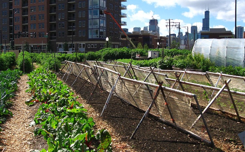 Lightfoot Administration Seeks to Spur Urban Agriculture